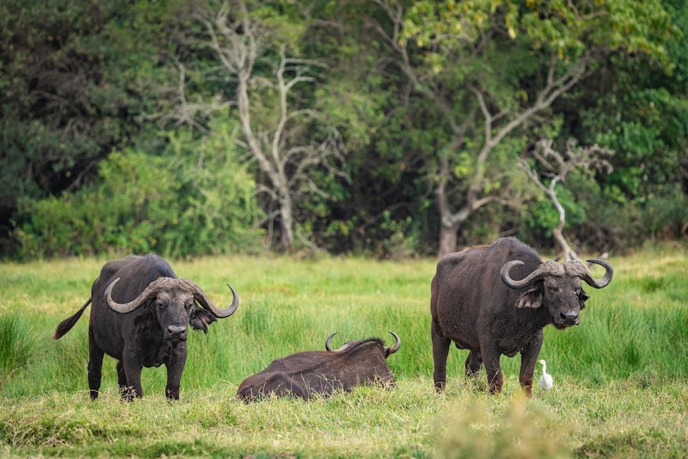 Buffalos