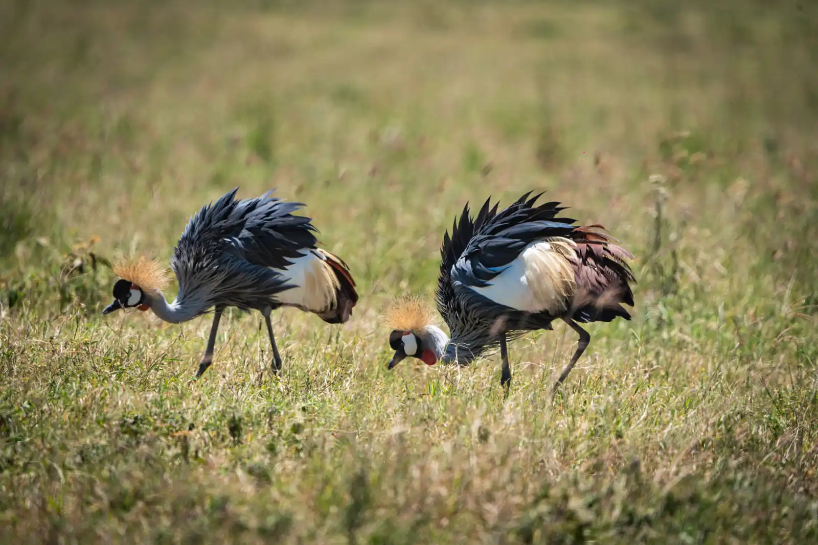 Birds of the wild