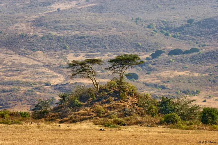 Ngorongoro Conservation Area