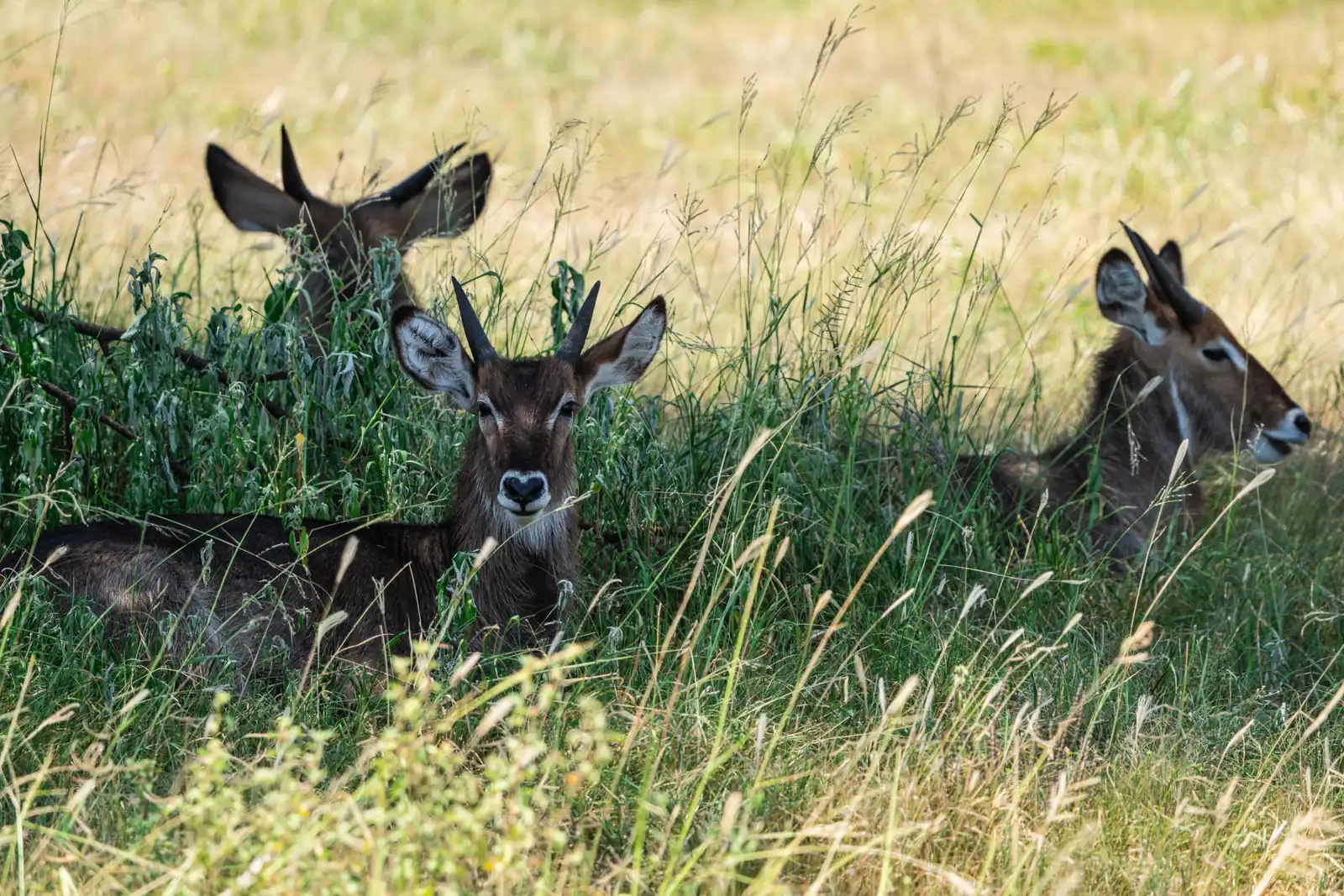 Antelopes