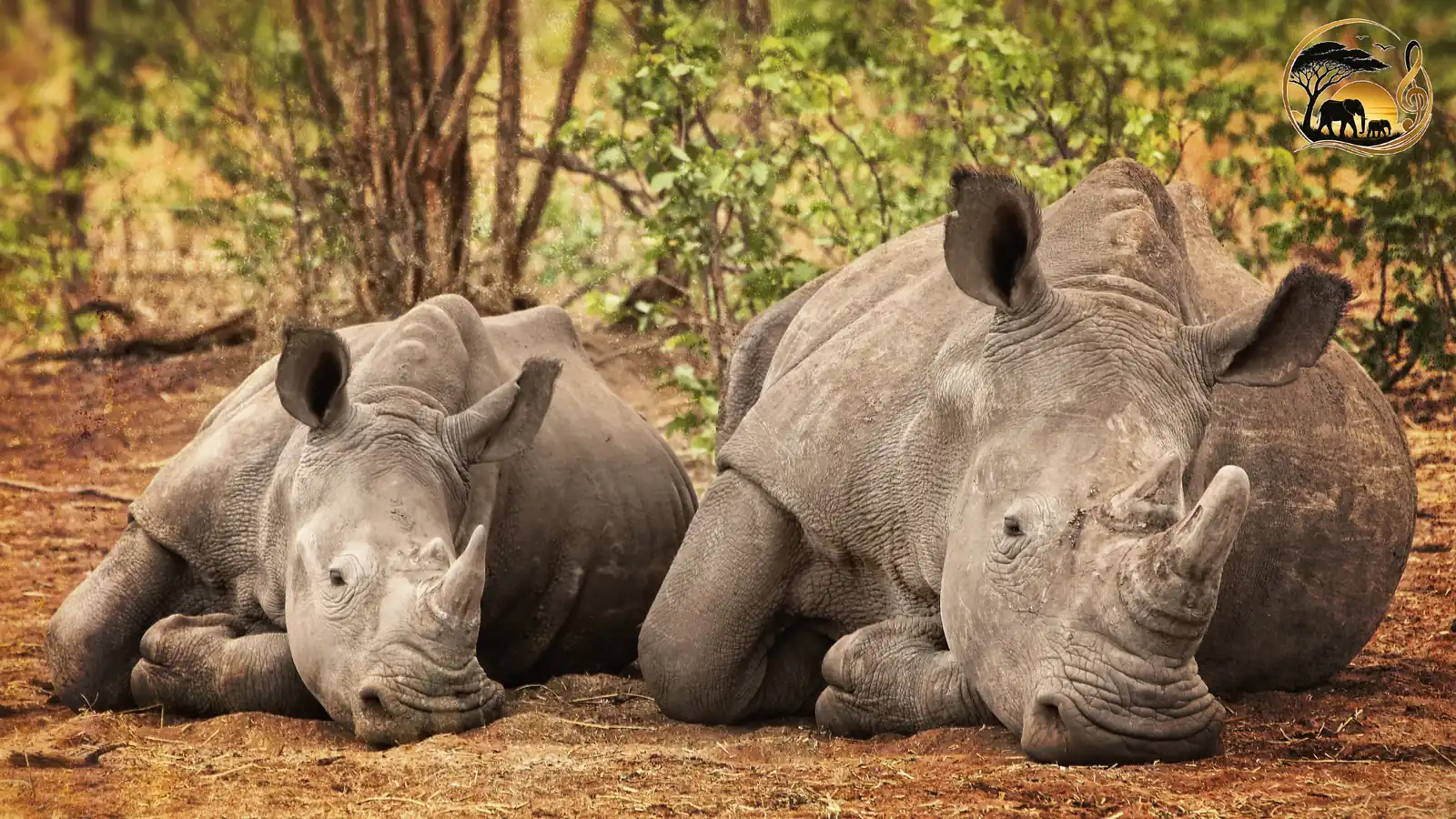 Rhino