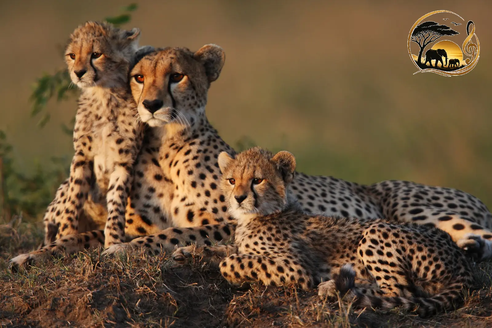 Cheetah