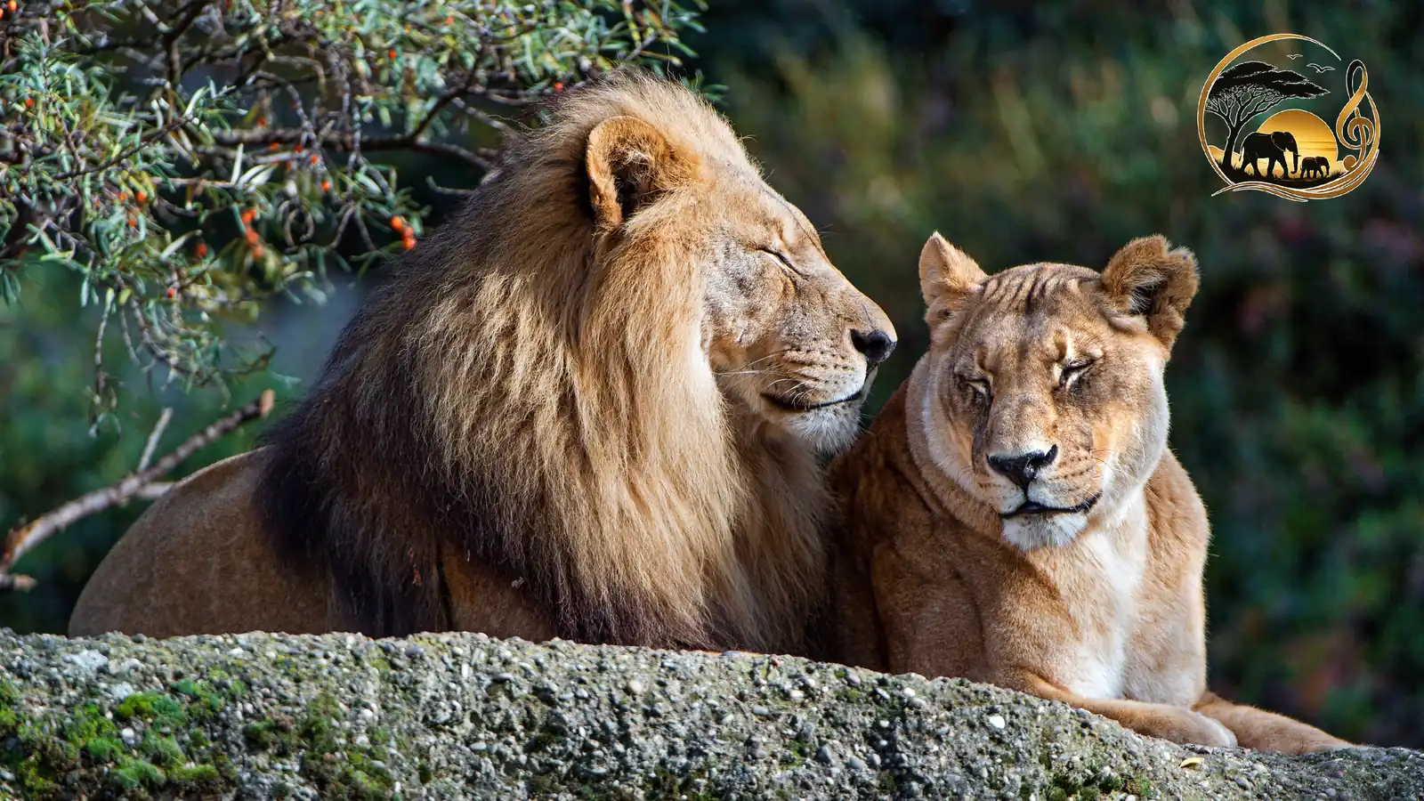 Lions
