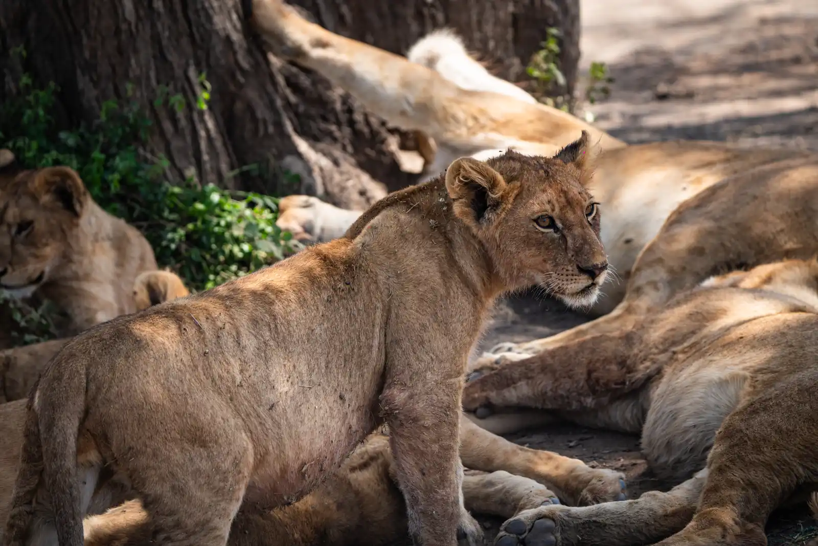 Lions