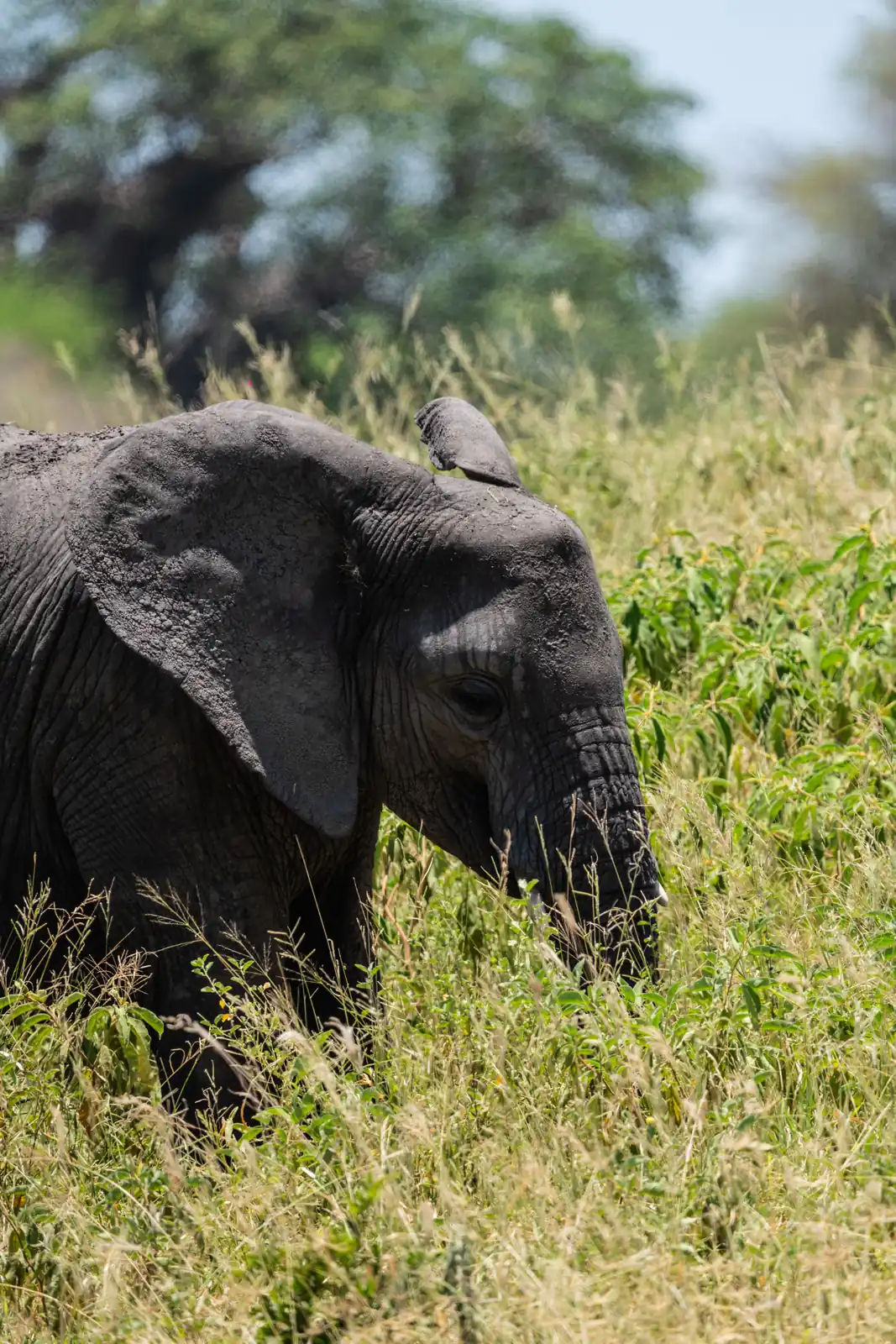 Elephant