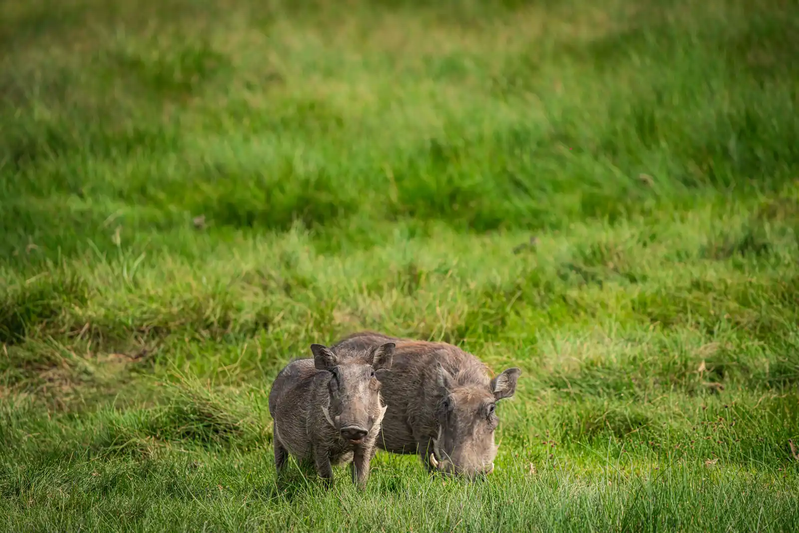 Warthog