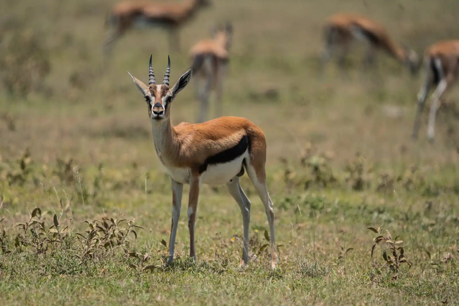 Thomson's Gazelle