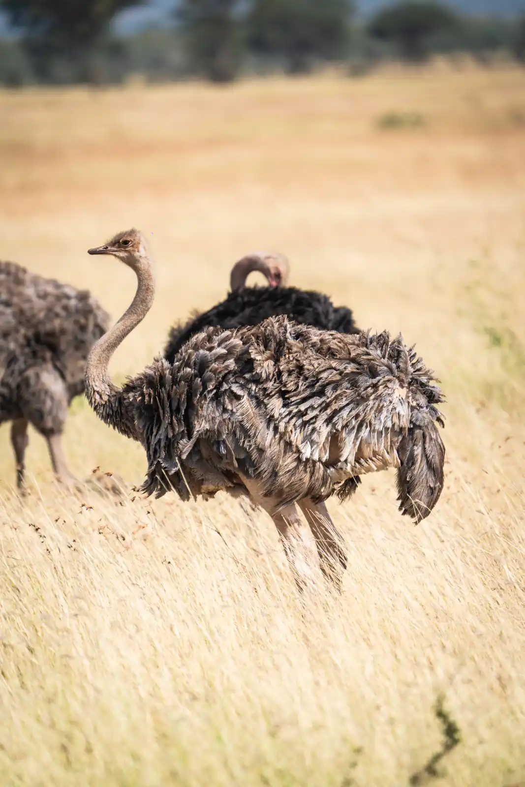 Ostrich