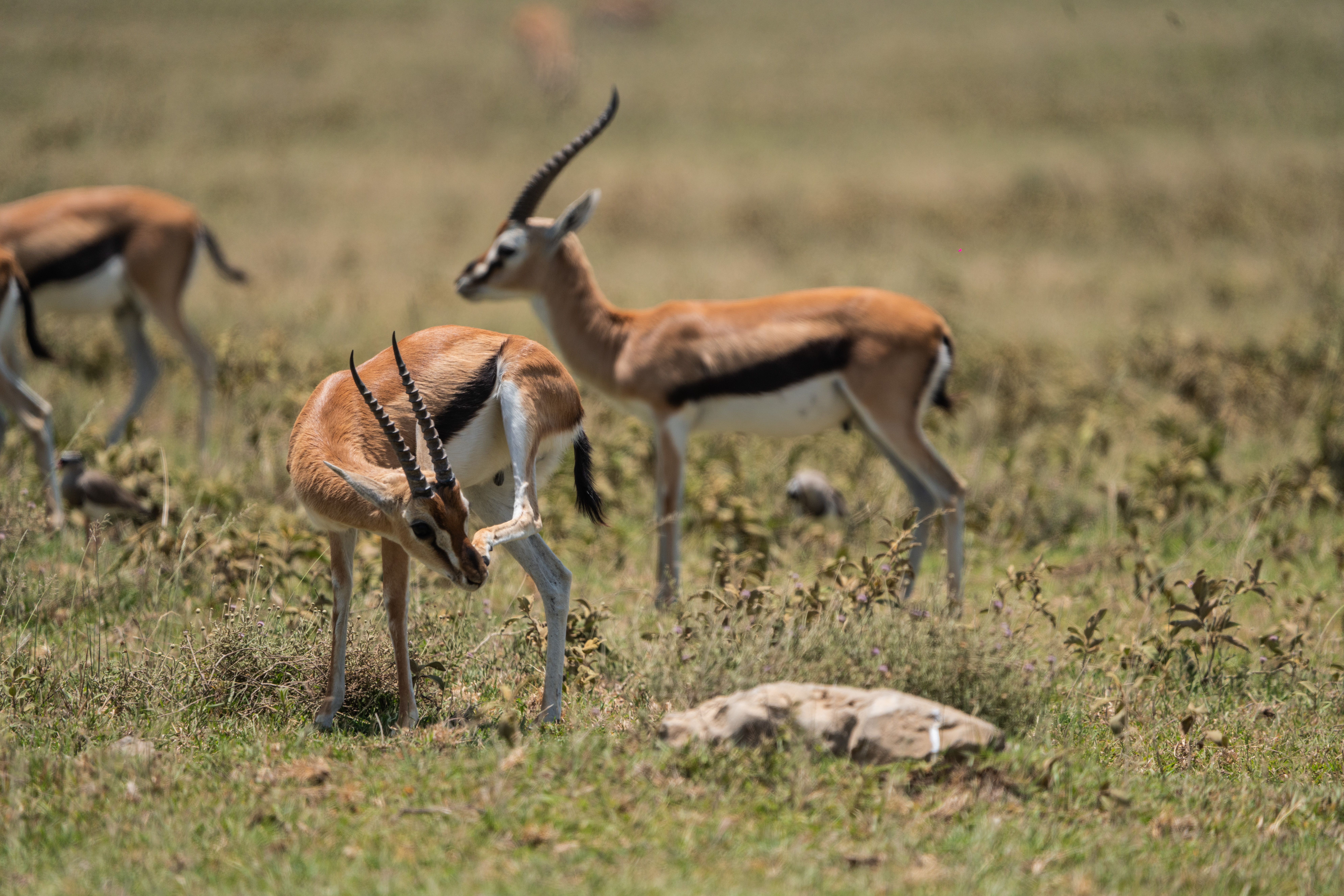 5 DAYS TARANGIRE, NGORONGORO AND VILLAGE TOUR