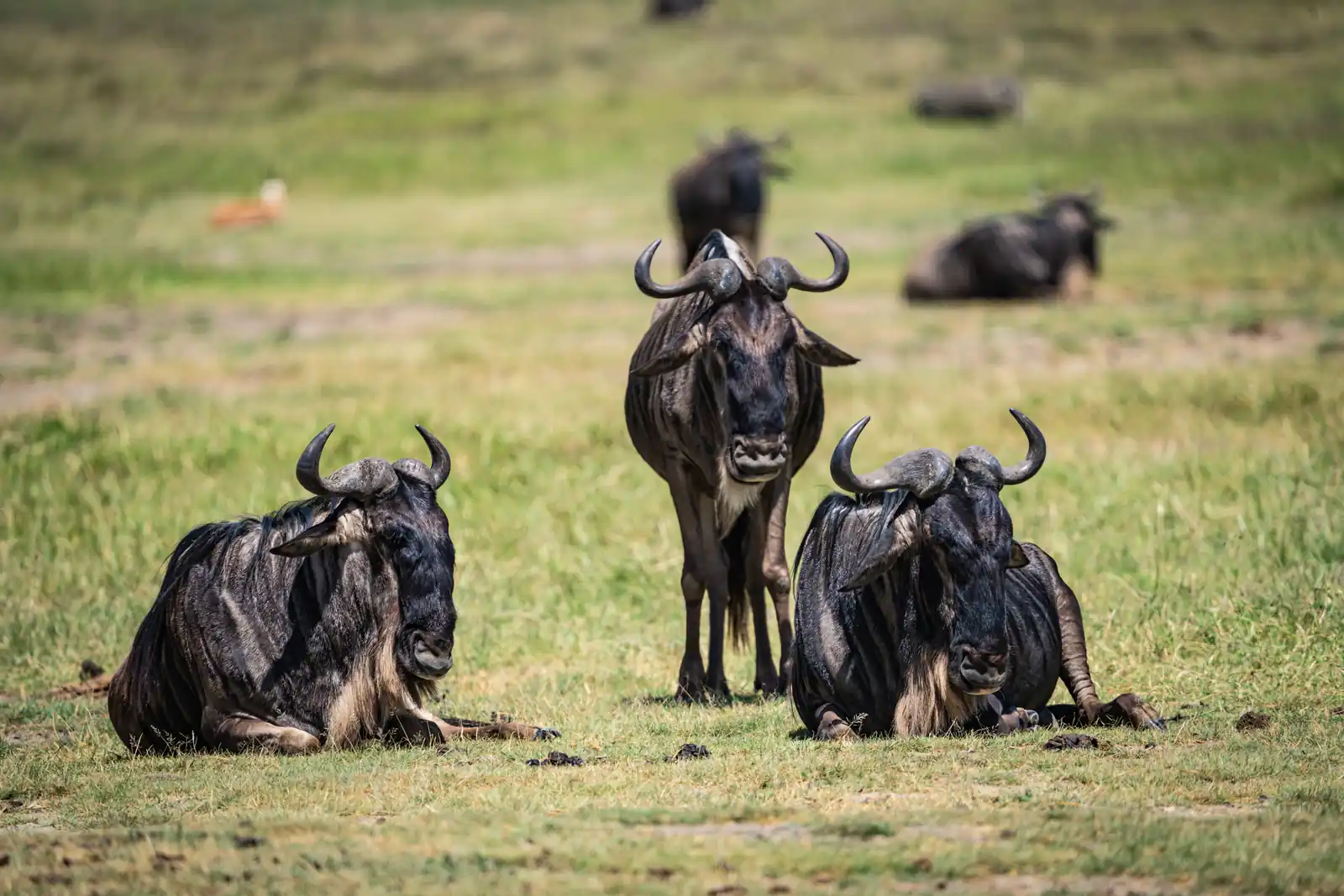 2 DAYS MANYARA AND NGORONGORO CRATER SAFARI