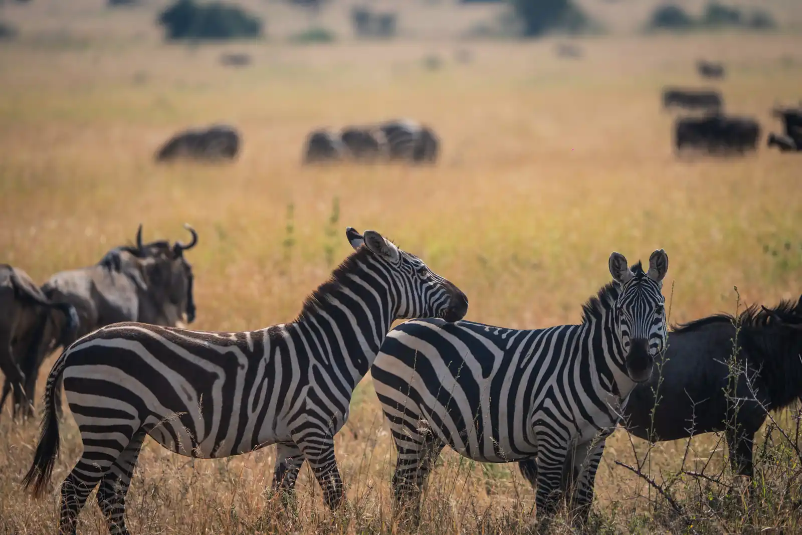 3 - DAYS TARANGIRE, MANYARA AND NGORONGORO SAFARI