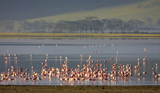 ARUSHA NATIONAL PARK DAY TRIP