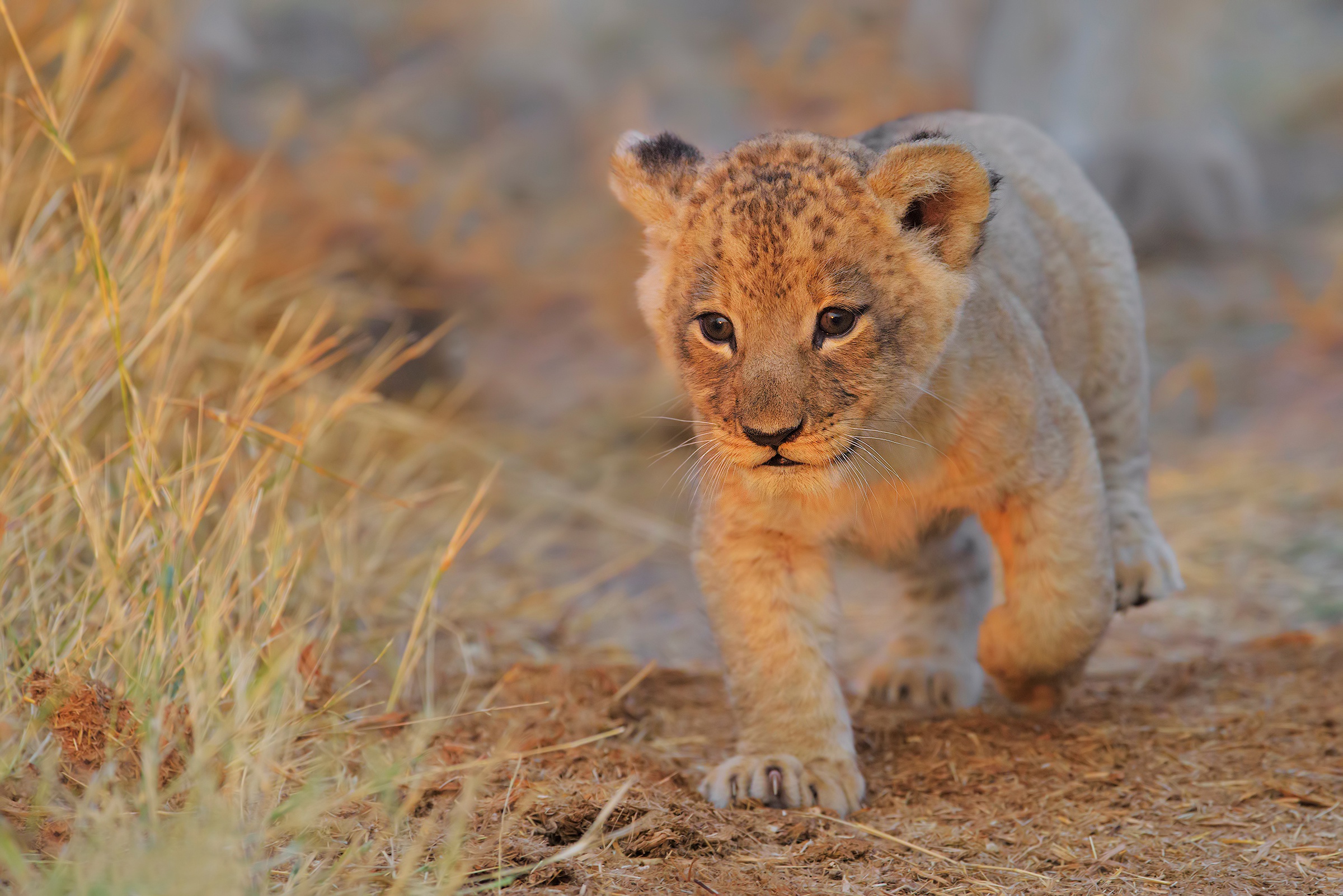 NGORONGORO CONSERVATION AREA DAY TRIP