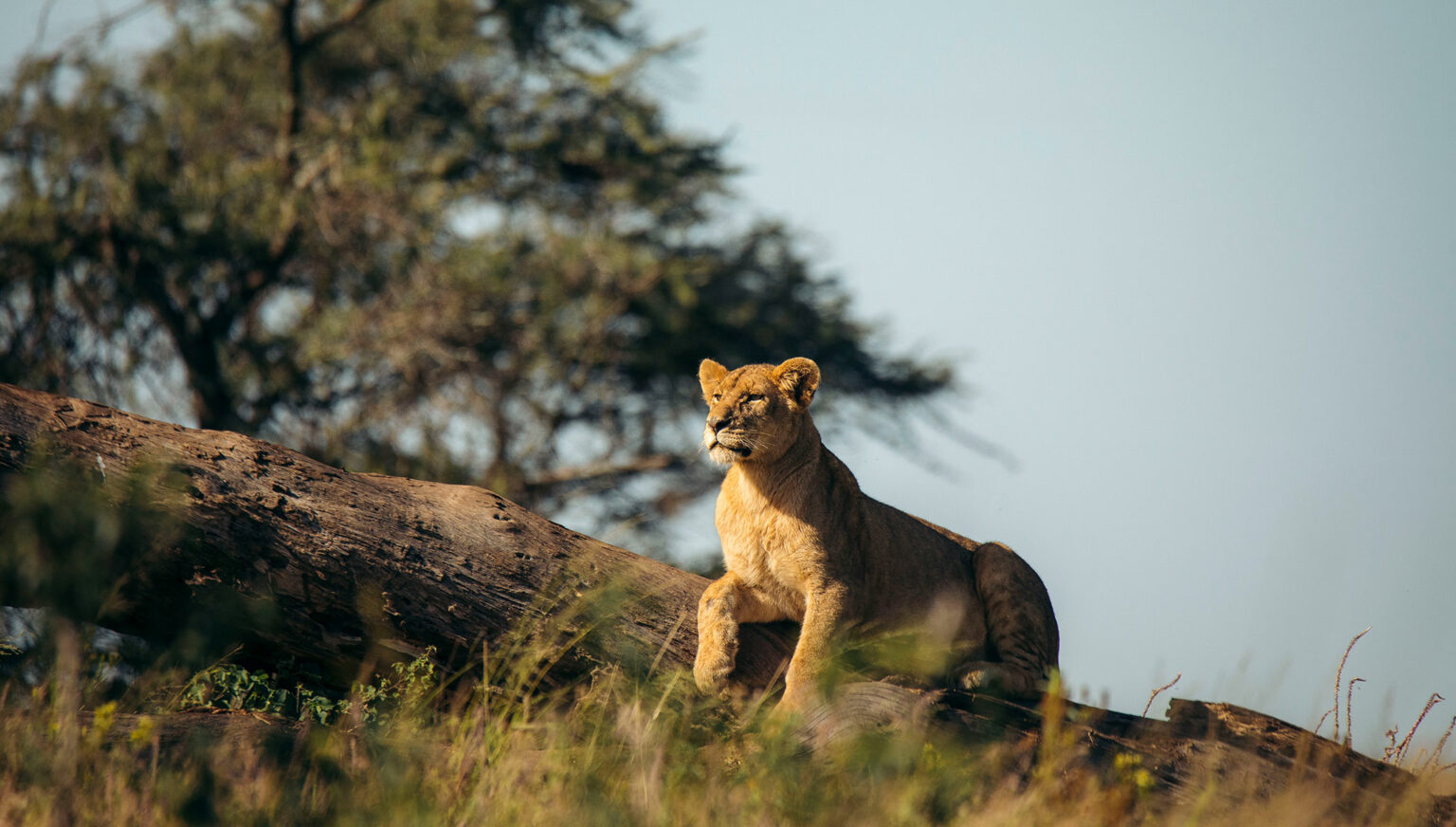 LAKE MANYARA NATIONAL PARK
