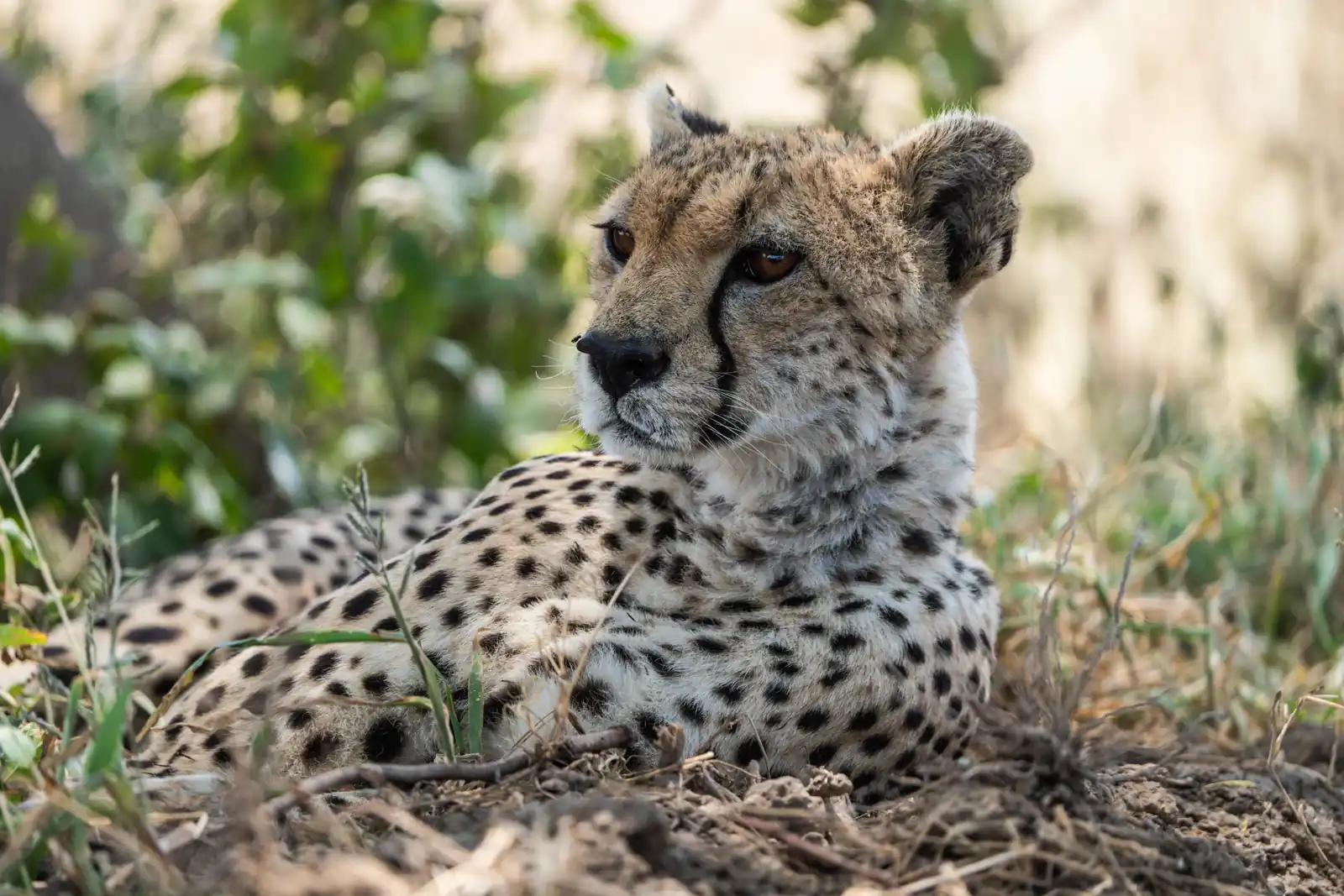 2 DAYS TARANGIRE AND NGORONGORO SAFARI