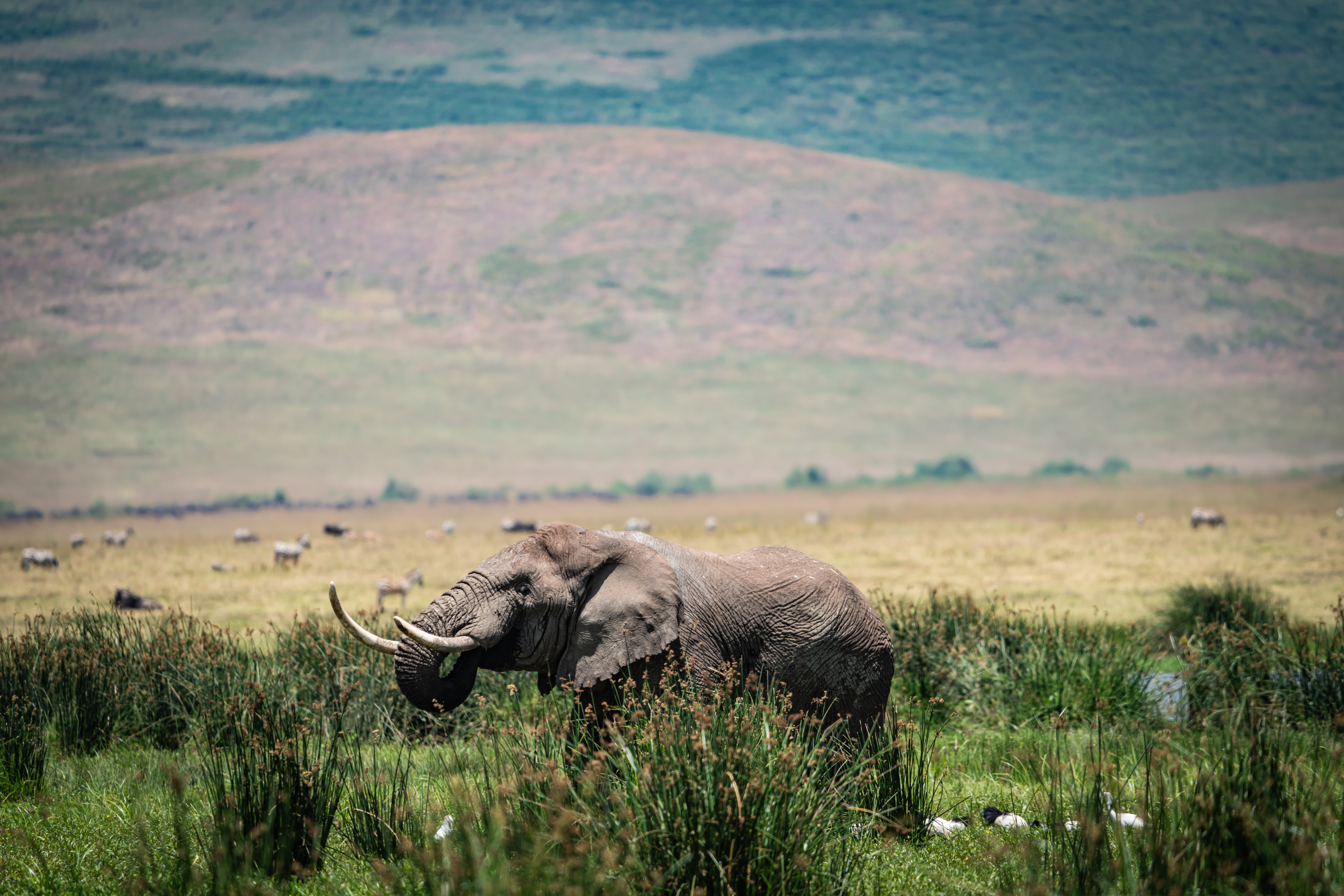 TARANGIRE NATIONAL PARK DAY TRIP
