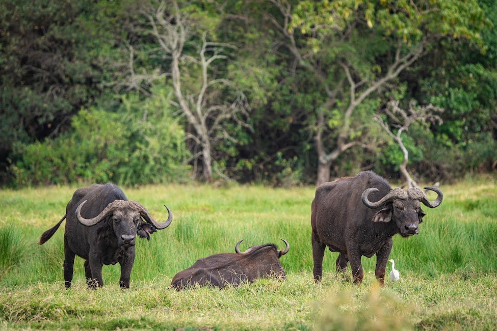 2 DAYS TARANGIRE AND LAKE MANYARA SAFARI