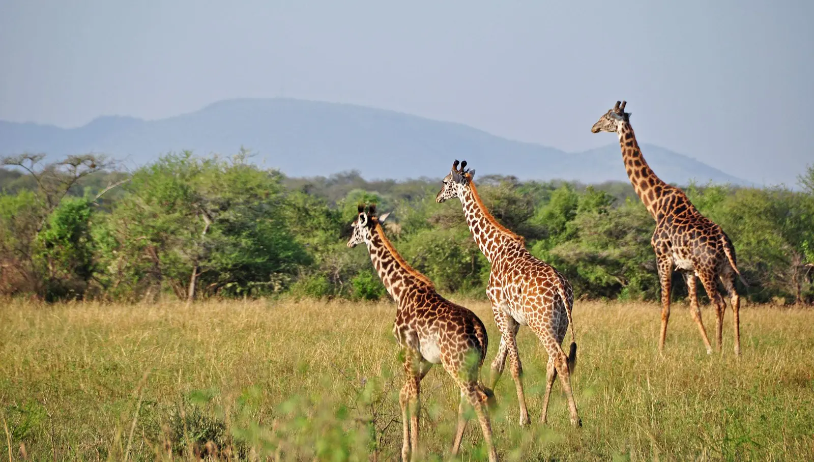 7 DAYS TARANGIRE, SERENGETI AND NGORONGORO SAFARI
