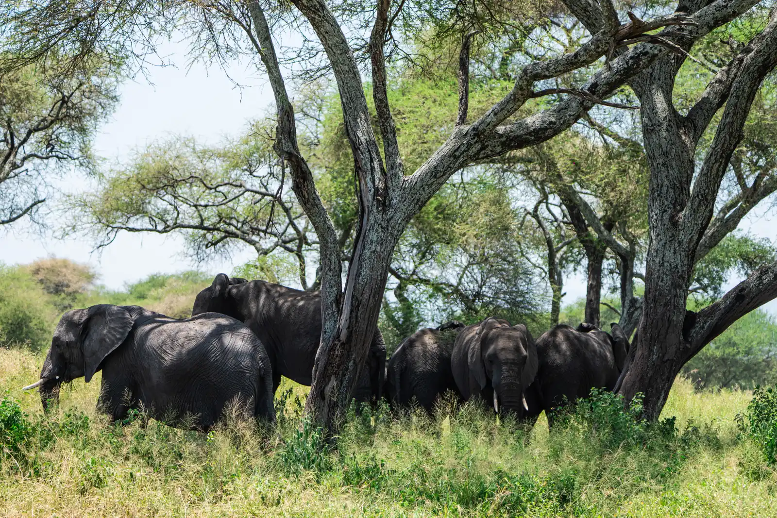 9 DAYS TARANGIRE, MANYARA, SERENGETI AND NGORONGORO SAFARI